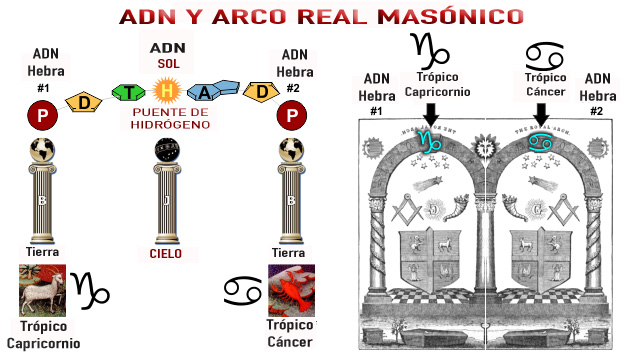 adn-vs-arco