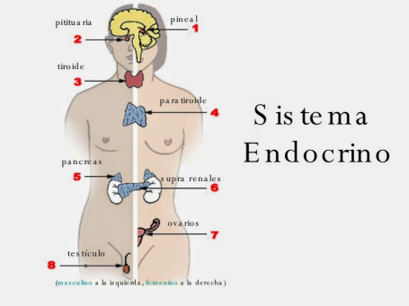 sistema-endocrino
