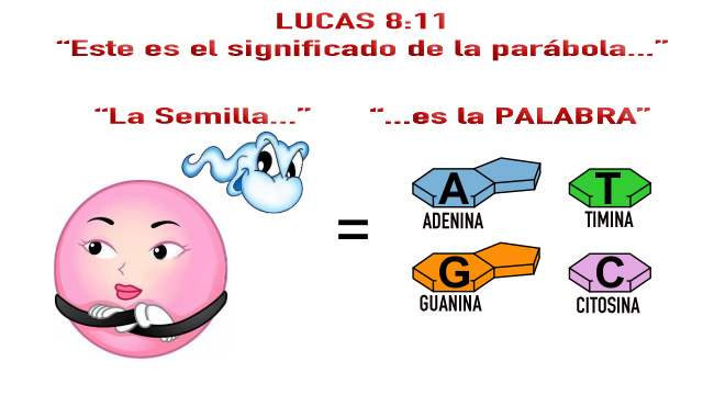 lucas-8-11
