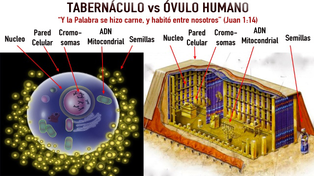 tabernaculo-vs-ovulo